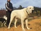 Собака Среднеазиатская овчарка объявление продам