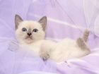 Тайские котята сил-пойнт и блю-пойнт объявление продам