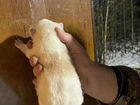 Западно сибирская лайка щенки объявление продам