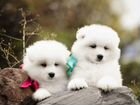 Сладкие малыши самоедской собаки объявление продам
