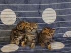 Шатланские котята