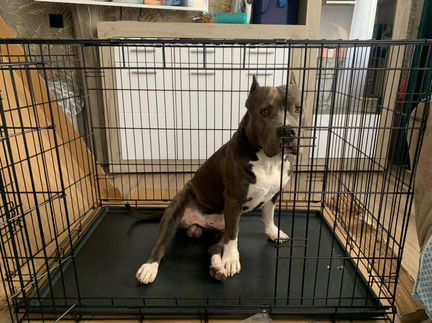 Клетка для собак с пластиковым поддоном