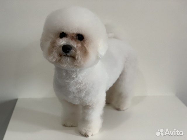 Груминг/Стрижки/Тримминг/Экспресс-линька