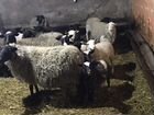 Романовские овцематки покрытые чистокровным Дорпер объявление продам