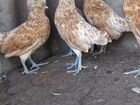 Цыплята Подуаны объявление продам