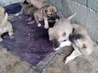 Собаки бесплатно щенки объявление продам