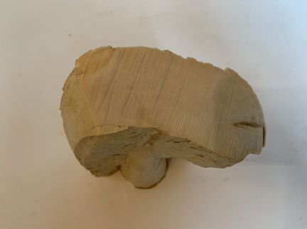 Бивень мамонта