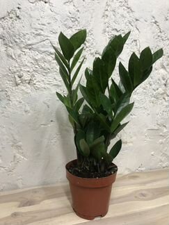 Замиокулькас Zamiifolia