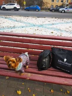 Йоркширский терьер