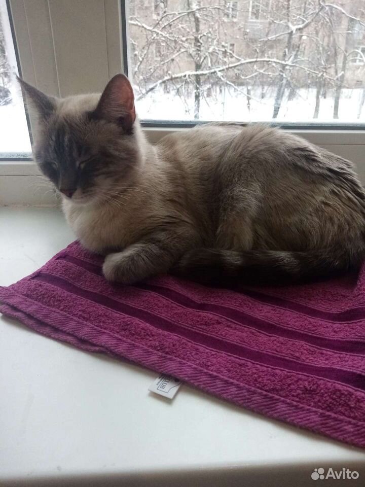 Кот