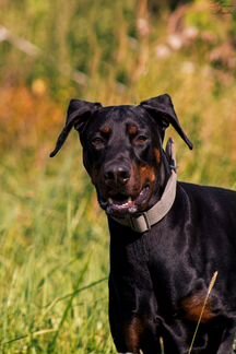 Доберман Фараон в дар