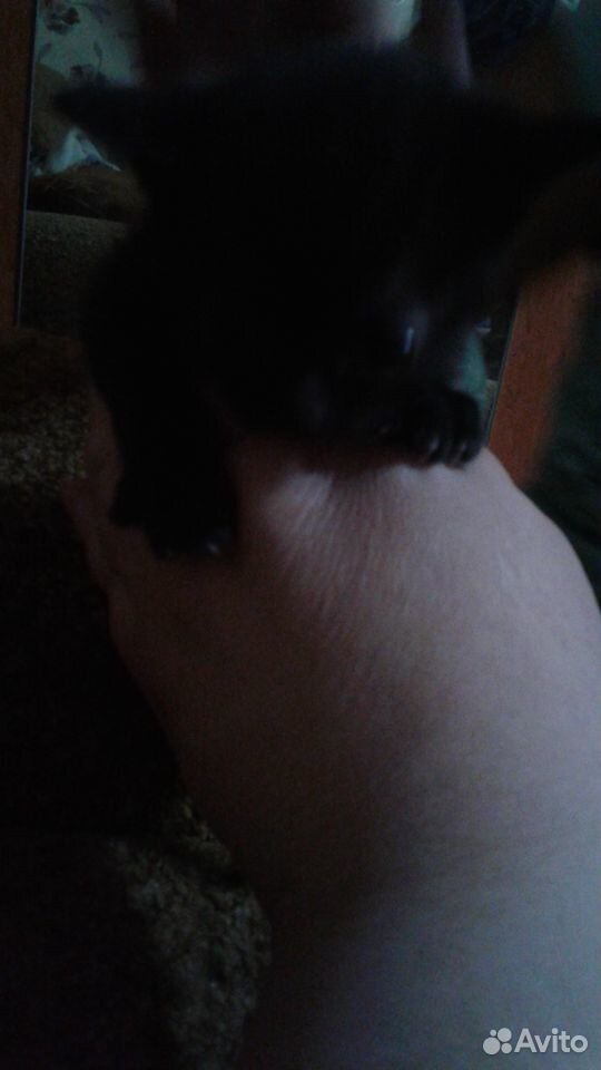 Give fold kittens