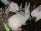 Продам кроликов калифорнийцев объявление продам