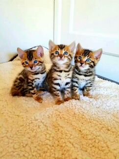 Бенгальские котята