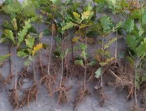 Дуб от 30 до 170 см