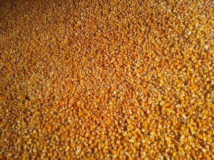 Пшеница ячмень отруби и кукуруза