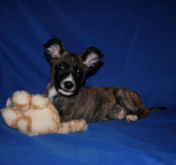 Тигровый щенок Байкал в добрые руки