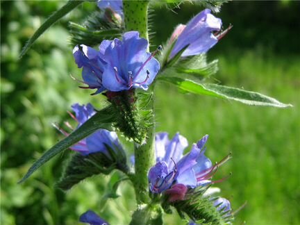 Семена синяка обыкновенного (1кг.)