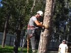 Удаление деревьев. Спилить дерево