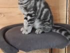 Шотландский котик объявление продам