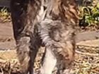 Тигровый щенок Акита ину 4 месяца бомба объявление продам