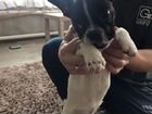 Французский бульдог щенок 5 месяцев мальчик объявление продам