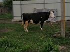 Корова ярославской породы объявление продам