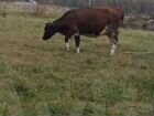 Айширская корова объявление продам