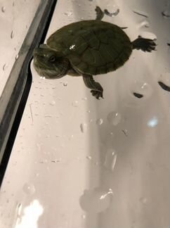 Черепаха с террариумом