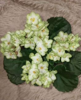 Отросточки комнатных растений