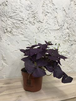 Оксалис Triang Mijke Purlple