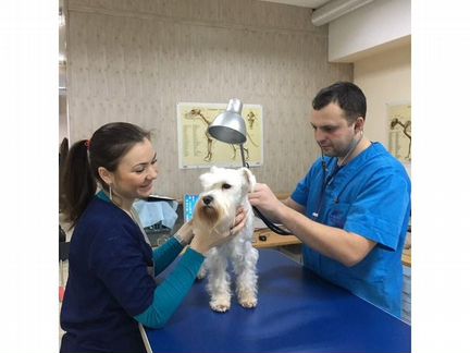 Ветеринарный врач на дом круглосуточно