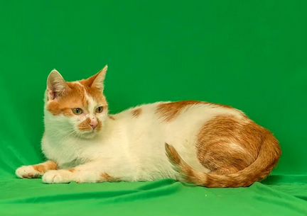 Ласковый рыже-белый котик в дар