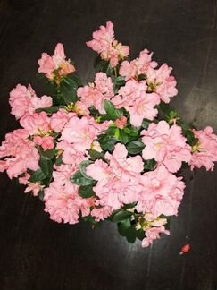 Азалия Симси розовая