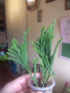 Крассула Плауновидная или Мускоза (суккулент)