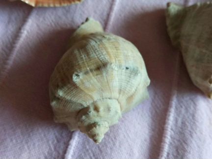 Ракушка лак и без лака