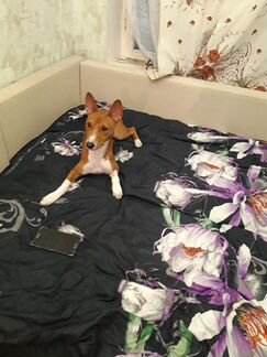 Передержка животных