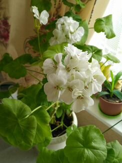 Герань белая (пеларгония)