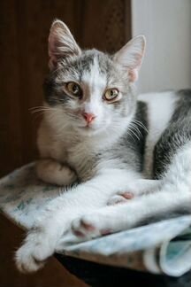 Особенная Мышка