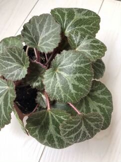 Бегония (Камнеломка плетеносная)