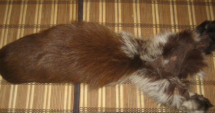 Хвост енота с лоскутом шкуры