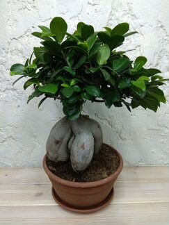 Фикус (бонсай)