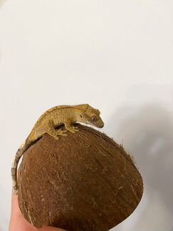 Бананоед
