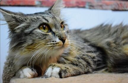 Котёнок