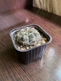 Суккуленты