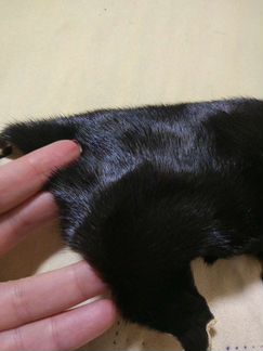 Шкурка норки