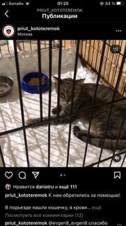 Я ветеринарный фельдшер могу предложить вам свои у