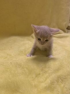 Котята в добрые руки, девочка-брюнетка и 3 цветных