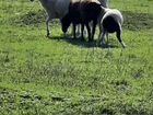 Племенные овцематки, переярки объявление продам