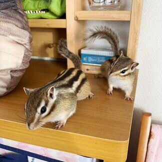 Бурундуки домашие